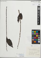 Foto von Salix pentandra L.